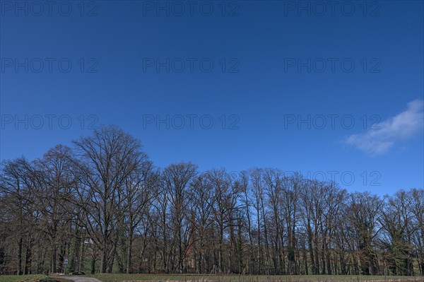 Bare oak trees (Quercus) behind St Egidien Church Eckental, Middle Franconia, Bavaria, Germany,