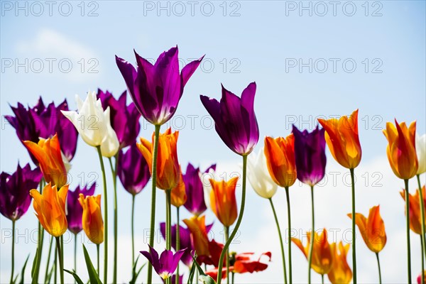 Blooming tulips, lakeside promenade, Ueberlingen, Lake Constance, Baden-Wuerttemberg, Germany,
