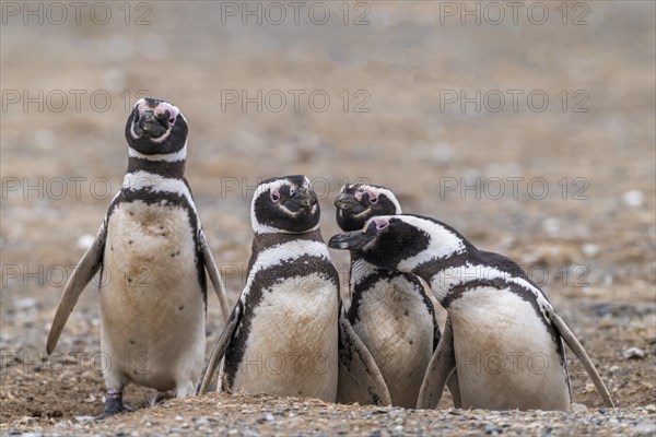 Magellanic penguins (Spheniscus magellanicus) in the Penguin National Park on Magdalena Island,