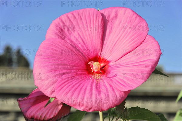 Flowering Hibiscus cultivar Red Heart (Hibiscus syriacus cultivar Red Heart) Florence, Tuscany,