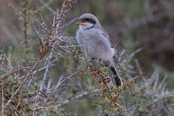 Great Grey Shrike (Lanius excubitor koenigi), fledgling, Fuerteventura, Canary Islands, Spain,