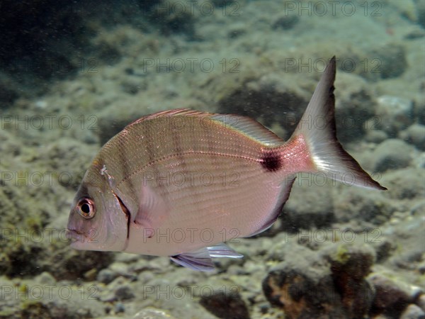 White seabream (Diplodus sargus), El Cabron marine reserve dive site, Arinaga, Gran Canaria, Spain,