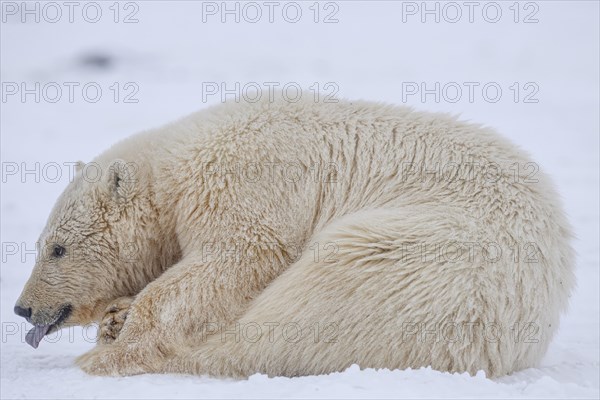 Polar bear (Ursus maritimus), young lying in the snow, tongue sticking out, Kaktovik, Arctic