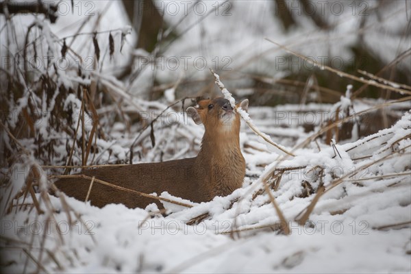 Muntjac (Muntiacus reevesi) deer adult in a snow covered woodland, Suffolk, England, United