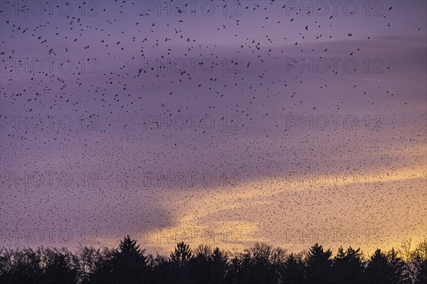 Natural spectacle in the Swabian Alb. Flocks of bramblings (Fringilla montifringilla) spend the