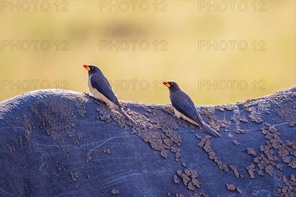 Yellow-billed oxpecker (Buphagus africanus) birds sitting on the back at a Black rhinoceros
