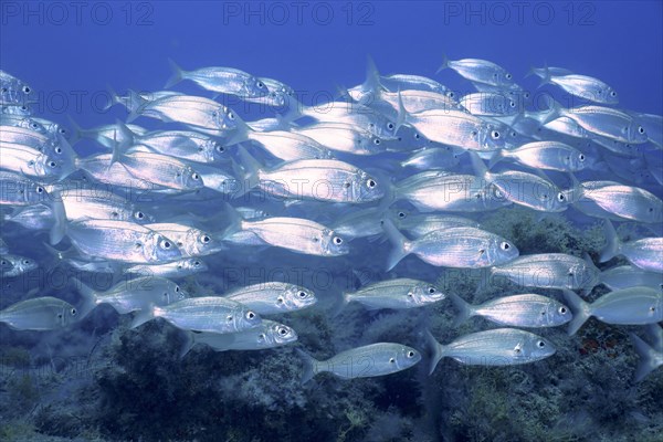 Shoal of fish, shoal, group of arctic seabream (Pagellus acarne), dive site El Cabron Marine