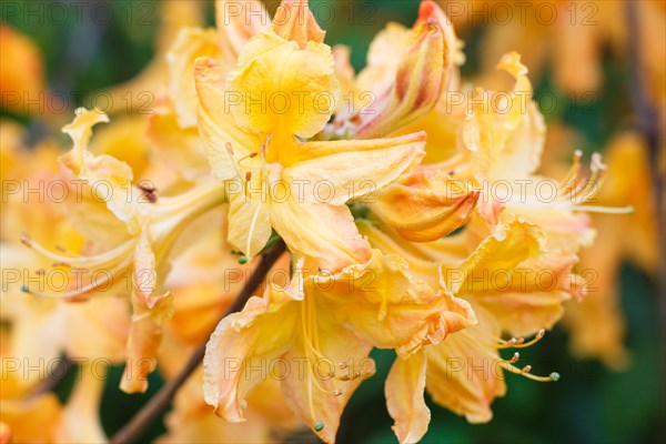 Rhododendron (azalea) flowers of various colors in the spring garden. Closeup. Blurred background