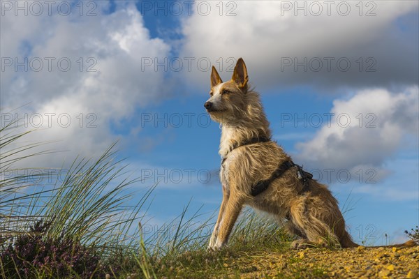 Podengo Portugues (Wirehaired) male dog observes the surroundings with interest, Oksbol, Region