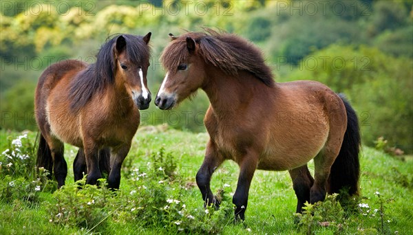 KI generated, animal, animals, mammal, mammals, biotope, habitat, two, mares, foraging, wildlife,