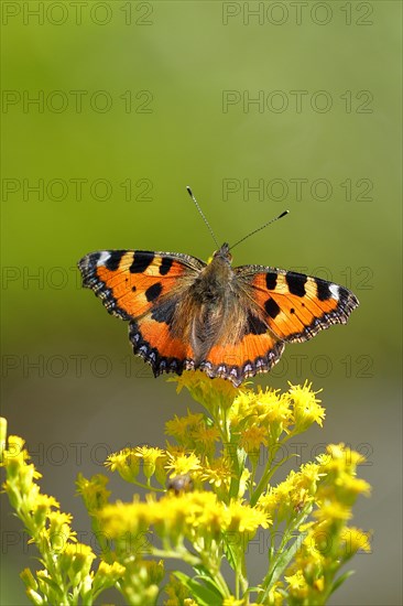 Small tortoiseshell (Aglais urticae), on a goldenrod (Solidago) flower, Wilden, North