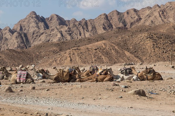 A group of camels resting in a rocky desert with mountains on background. Egypt, the Sinai