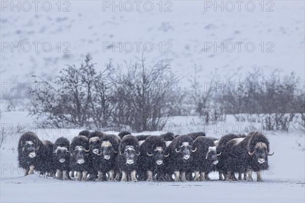 Musk oxen (Ovibos moschatus), herd in a snowstorm, standing, North Slope, Alaska, USA, North