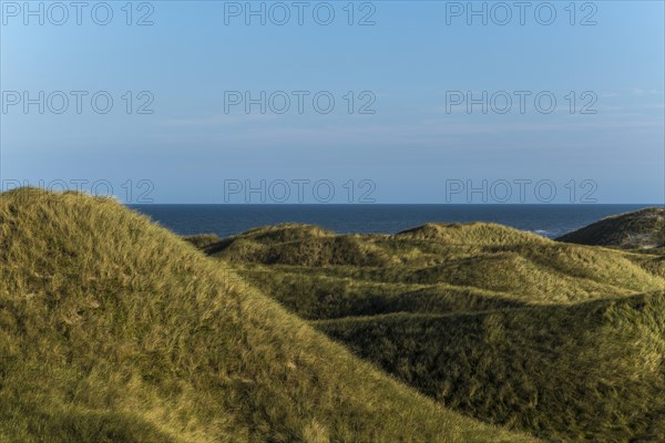 Dune landscape overgrown with marram grass (Ammophila arenaria) in front of a calm, smooth North