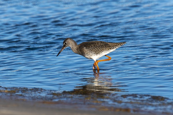 Common redshank (Tringa totanus) wading through the water in search of food, Henne, Region