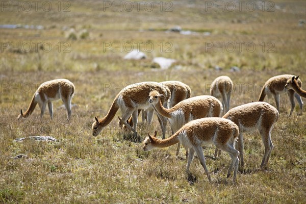 Vicunas or vicunas (Vicugna vicugna) in a meadow in the Andean highlands, Andahuaylas, Apurimac.