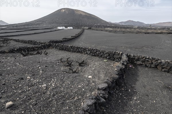 Wine growing in volcanic ash pits protected by dry stone walls, Yaiza, Lanzarote, Canary Islands,