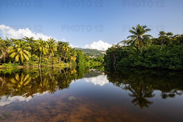 View of a river arm, a tropical mangrove landscape and the natural surroundings of Grande Anse