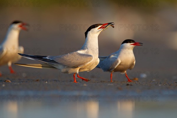 Common Tern (Sterna hirundo), courtship display with fish in beak, Danube Delta Biosphere Reserve,