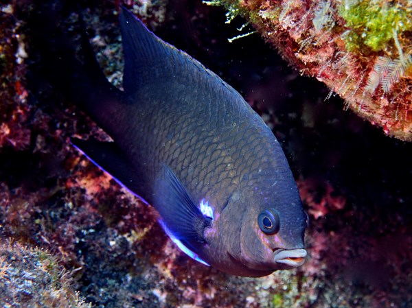 Neon reef perch (Abudefduf luridus), dive site Malpique, La Palma, Canary Islands, Spain, Atlantic