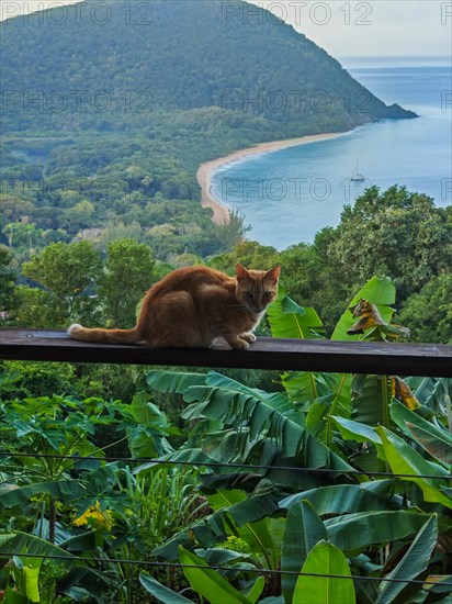 A red cat on a terrace in the foreground, in the background the beach Grande Anse on Basse Terre,