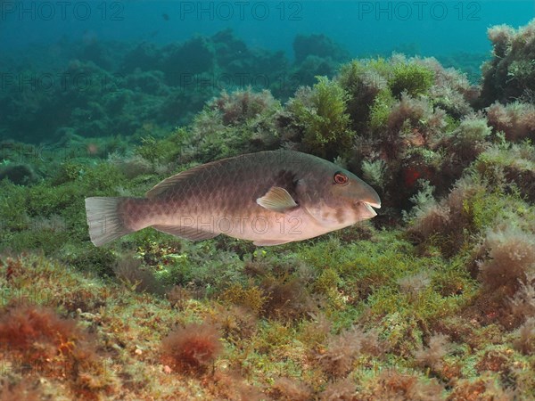 Mediterranean parrotfish (Sparisoma cretense), El Cabron marine reserve dive site, Arinaga, Gran