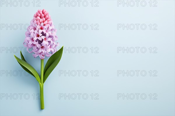 Single violeta nd pink Hyacinth flower on pastel blue background with copy space. KI generiert,