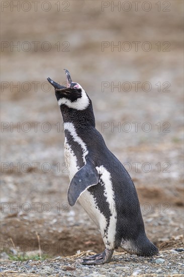Magellanic penguin (Spheniscus magellanicus) with open beak calling, Penguin National Park on
