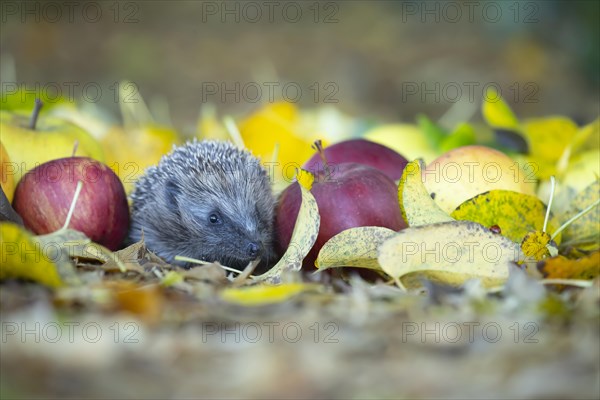 European hedgehog (Erinaceus europaeus) adult animal walking amongst fallen apples on a garden lawn