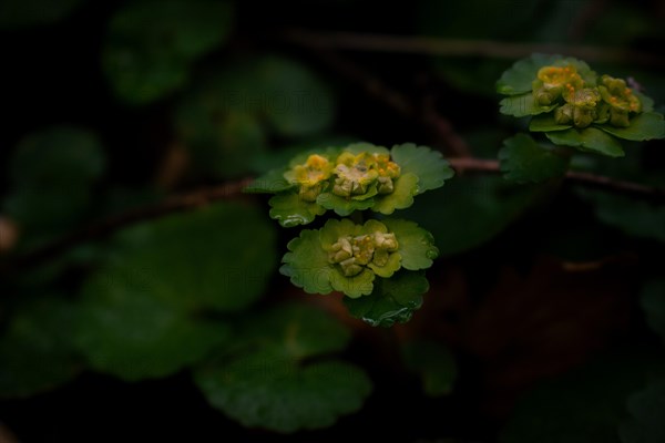 Alternate-leaved golden saxifrage (chrysosplenium alternifolium), close-up, Neubeuern, Germany,