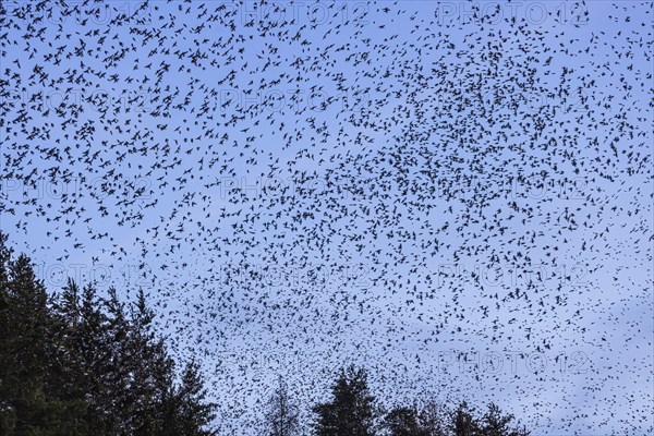 Natural spectacle in the Swabian Alb. Flocks of bramblings (Fringilla montifringilla) spend the