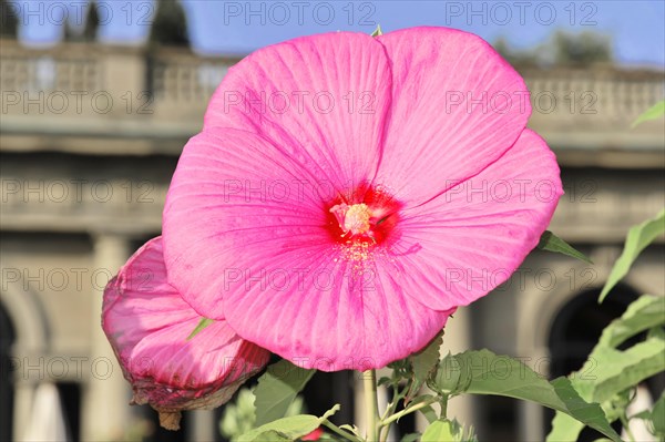 Flowering Hibiscus cultivar Red Heart (Hibiscus syriacus cultivar Red Heart) Florence, Tuscany,