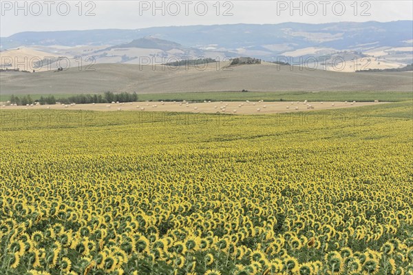 Sunflower field, sunflowers (Helianthus annuus), landscape south of Montepulciano, Tuscany, Italy,