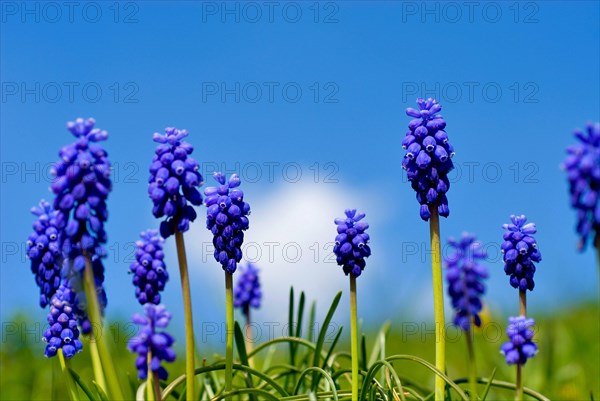 Grape Hyazinth (Muscari botryoides) Bavaria, Germany, Europe