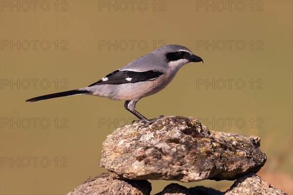 Iberian Grey Shrike (Lanius meridionalis), Southern Grey Shrike, Fuerteventura, Extremadura, Spain,
