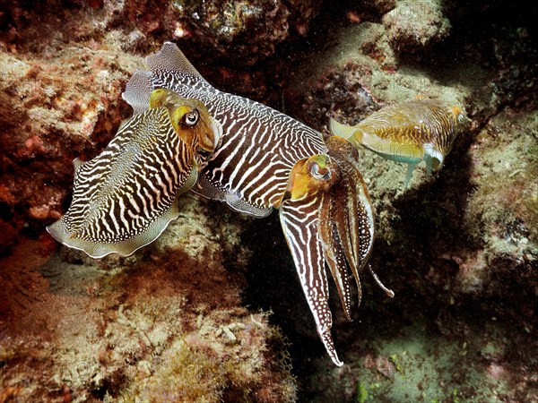 Pair of common cuttlefish, common cuttlefish (Sepia officinalis) mating, dive site El Cabron Marine
