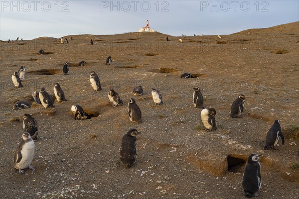 Magellanic penguins (Spheniscus magellanicus) in front of the lighthouse in the Penguin National