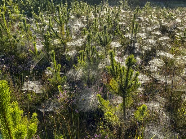 Pine grove with many cobwebs, a large wheel net and dew in the backlight during Indian summer,