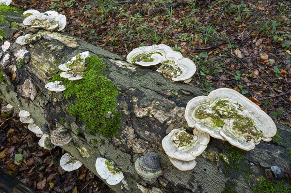 Hairy bracket (Trametes hirsuta), fruiting body on dead wood, trunk of a copper beech (Fagus