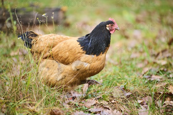 Chicken (Gallus gallus domesticus), 'Vorwerk', on a meadow, Bavaria, Germany, Europe