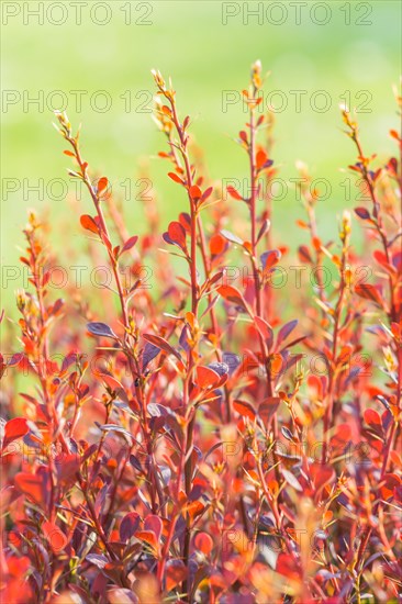 Red barberry branch in the botanical garden in spring