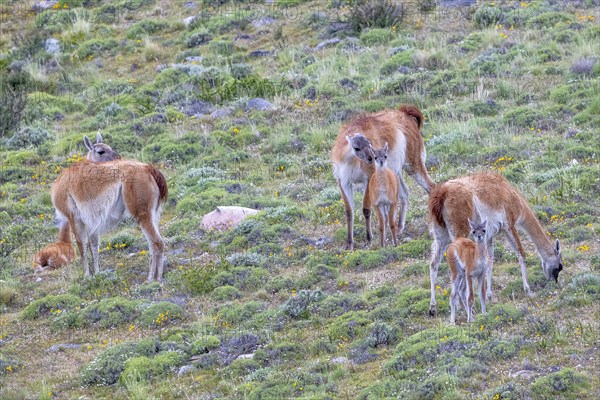 Guanaco (Llama guanicoe), Huanaco, group with young animals, Torres del Paine National Park,