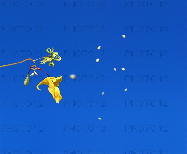 Touch-me-not (Impatiens noli-tangere) exploding, popping, spreading seed corns, seed dispersal