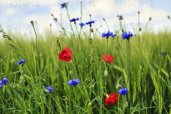 Red poppy flowers (Papaver rhoeas), green barleys (Hordeum vulgare), cornflowers (Centaurea