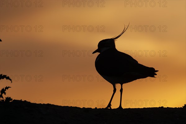 Northern lapwing (Vanellus vanellus) adult bird silhouetted on a ridge at sunset, England, United