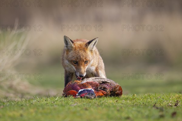 Red fox (Vulpes vulpes) adult animal feeding on a dead Common Pheasant (Phasianus colchicus),