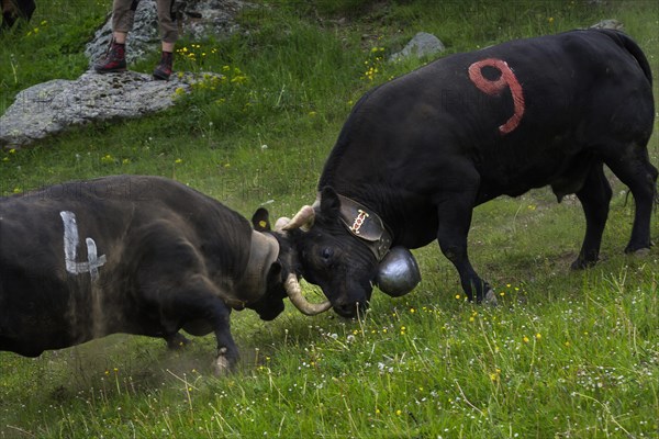 Cow fight of the Herens cows to determine the queen, cow, cattle, alpine pasture, queen, tradition,