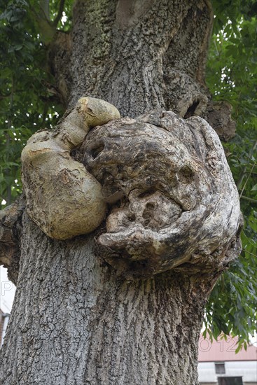 Growths on the trunk of an ash tree (Fraxinus excelsior), Mecklenburg-Western Pomerania, Germany,