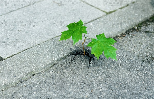 Small sycamore maple tree (Acer pseudoplatanus) seems to break through asphalt, Bavaria, Germany,