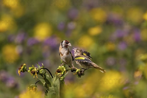 A sparrow sits on a plant with yellow and purple flowers in the background, goldfinch feeds the